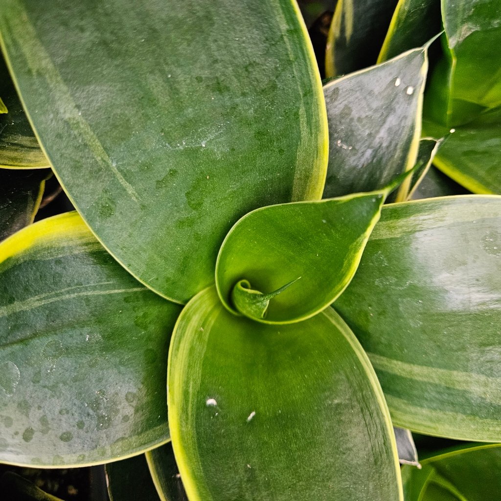 Emerald Star Sansevieria with upright variegated leaves by Studley Flower Gardens