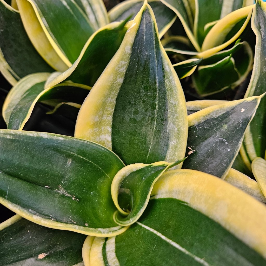 Black Star Sansevieria with dark green sword-shaped leaves edged in yellow by Studley Flower Gardens