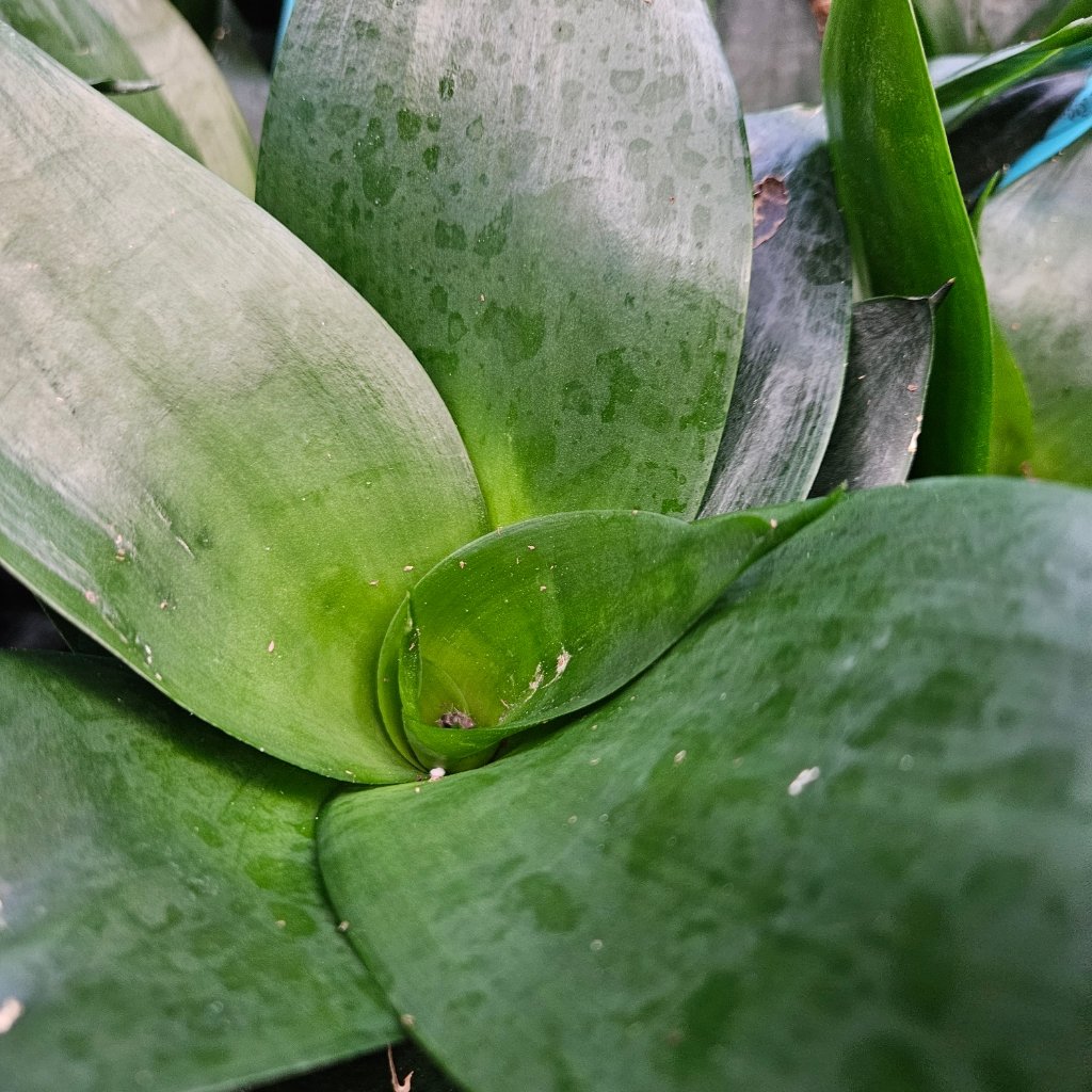 Jade Star Sansevieria with thick upright sword-shaped leaves in white pot by Studley Flower Gardens detail image
