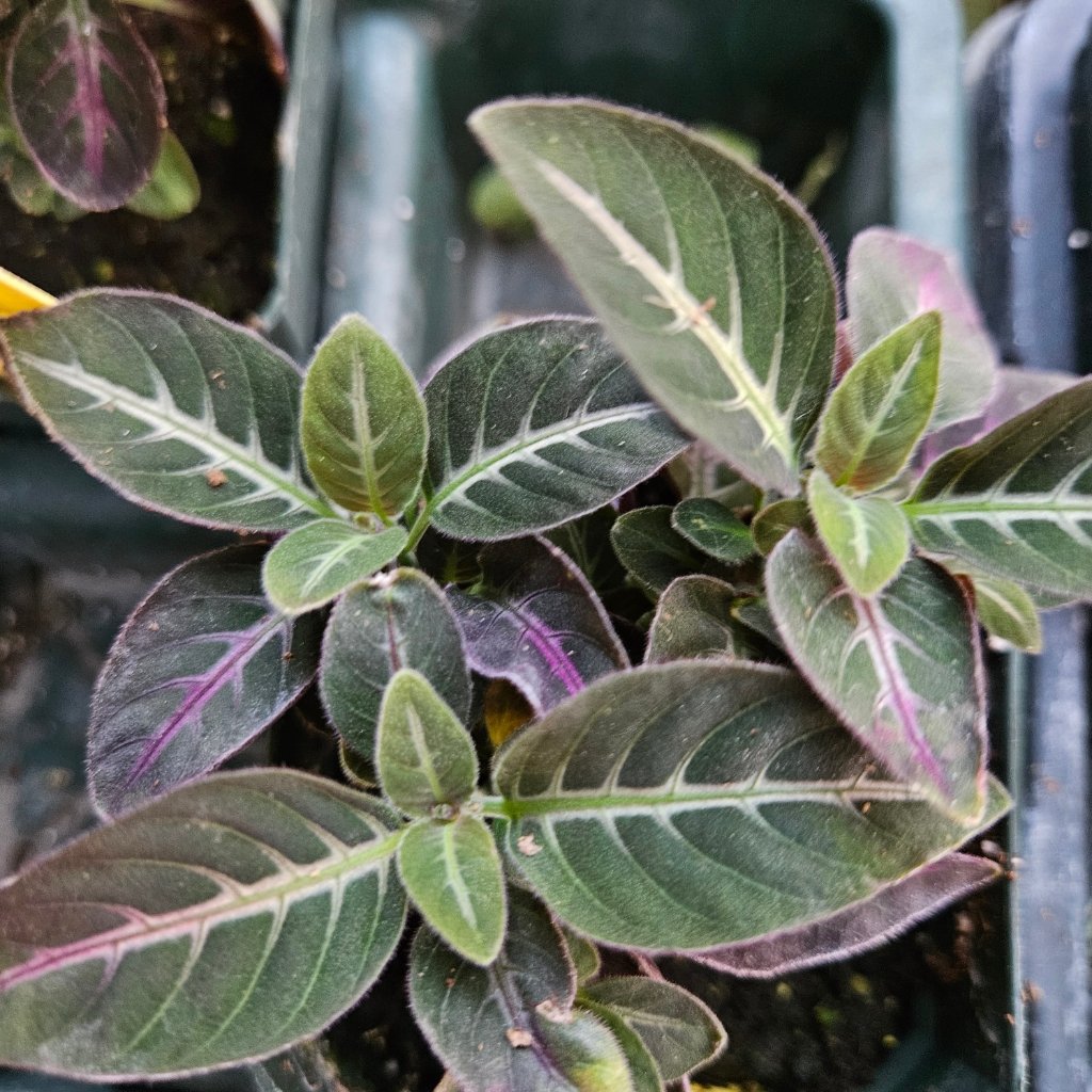 trailing velvet plant detail image