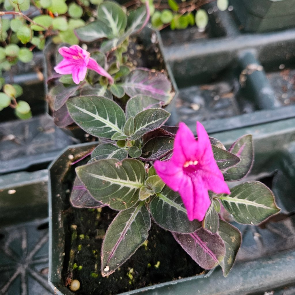 Trailing velvet plant with lush green leaves in bright indirect light by Studley Flower Gardens
