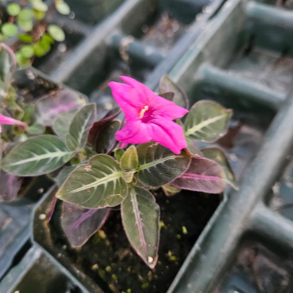 Trailing velvet plant with velvety deep green leaves and magenta flowers by Studley Flower Gardens