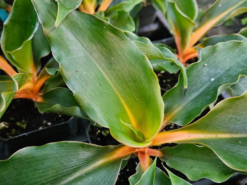 Princess Mabel spider plant with arching green leaves on windowsill by Studley Flower Gardens