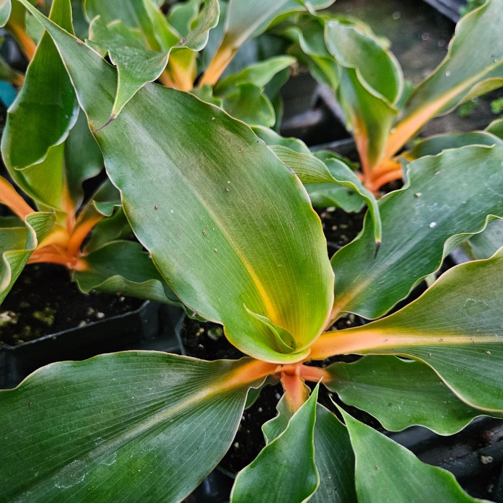 Princess Mabel spider plant with arching green leaves on windowsill by Studley Flower Gardens