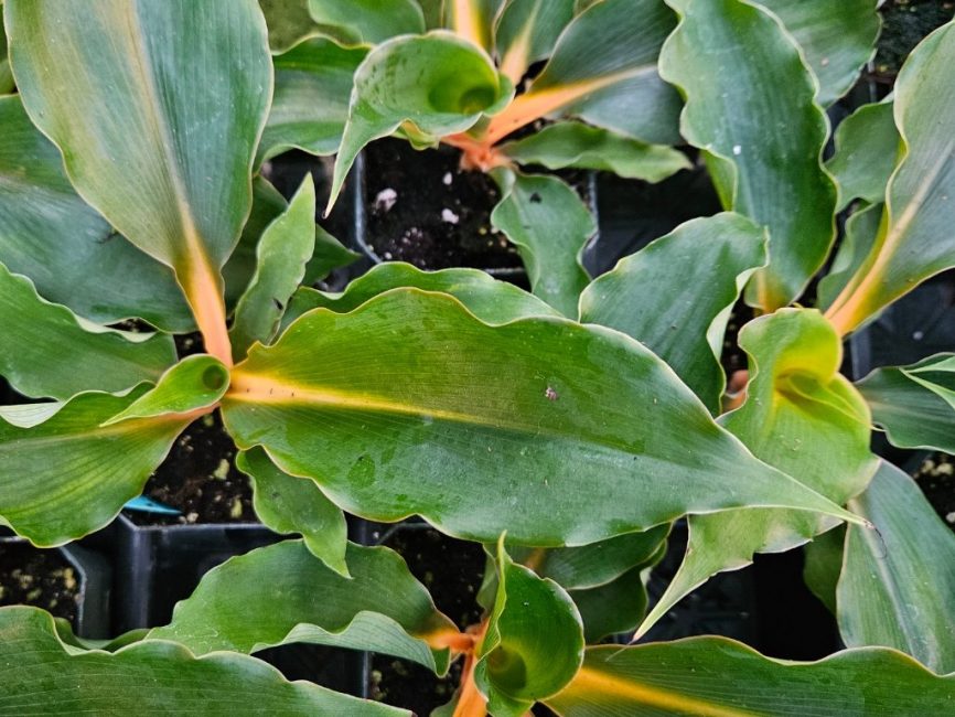 Princess Mabel Spider Plant with broad glossy green leaves and bright orange midribs by Studley Flower Gardens