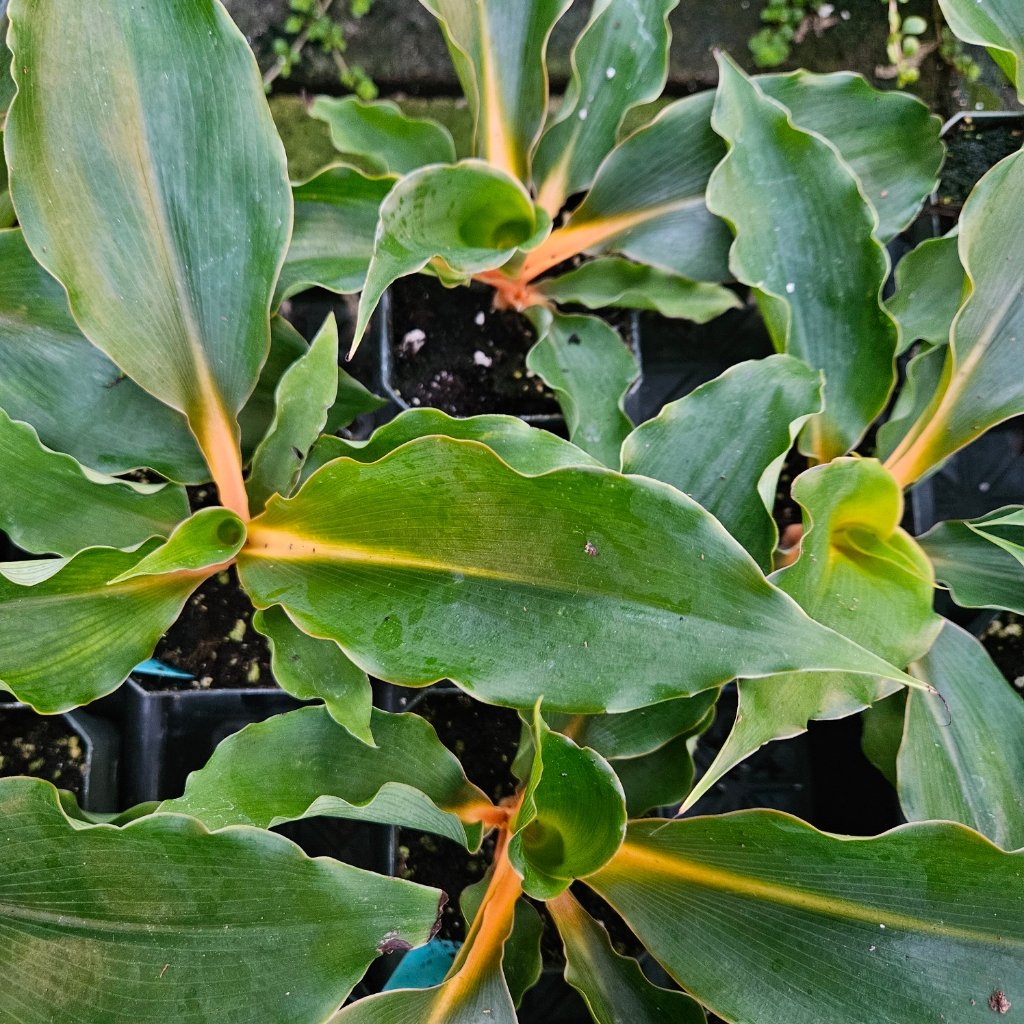 Princess Mabel Spider Plant with broad glossy green leaves and bright orange midribs by Studley Flower Gardens
