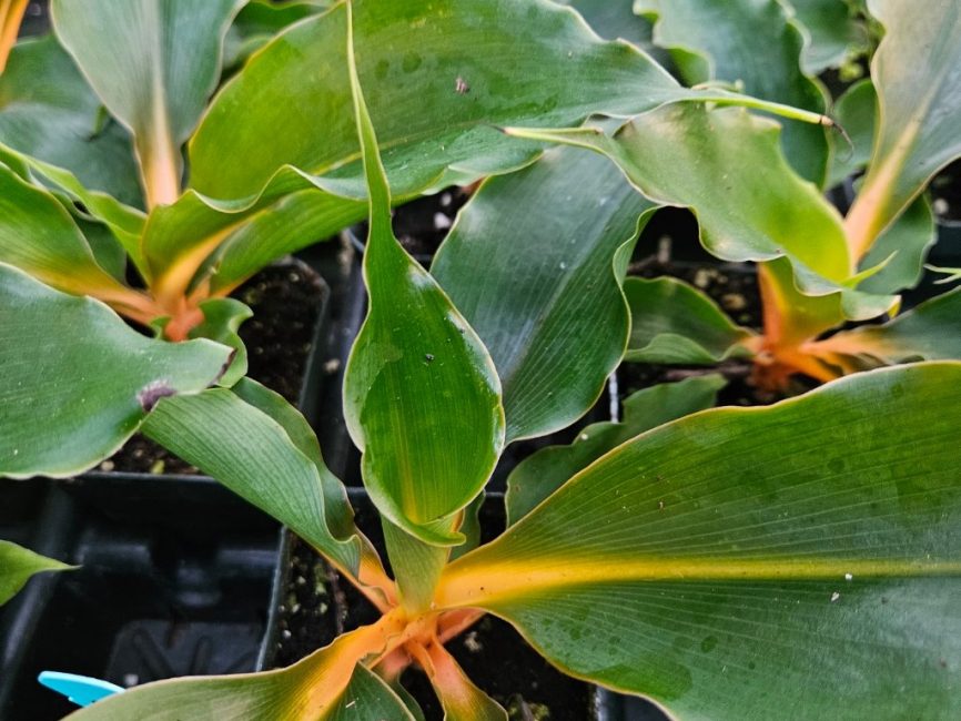 princess mabel spider plant detail image