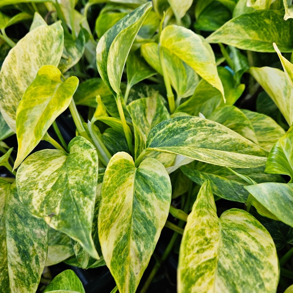 Neon Queen Pothos with vibrant trailing variegated leaves by Studley Flower Gardens detail image