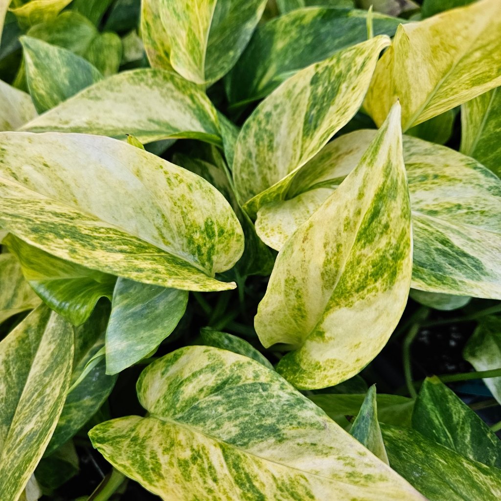 Neon Queen Pothos with vibrant trailing leaves in bright indirect light by Studley Flower Gardens