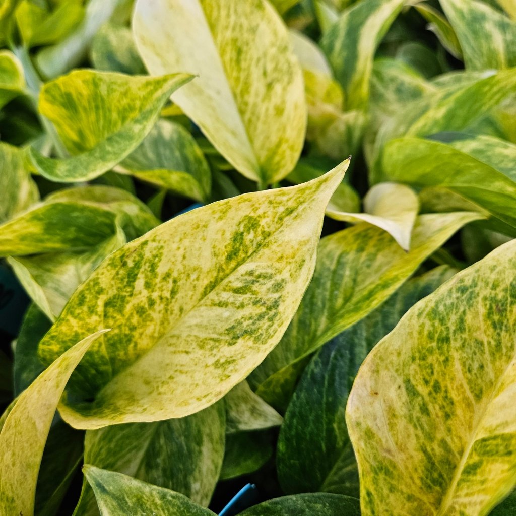 Neon Queen Pothos with bright chartreuse and lime green variegated leaves by Studley Flower Gardens