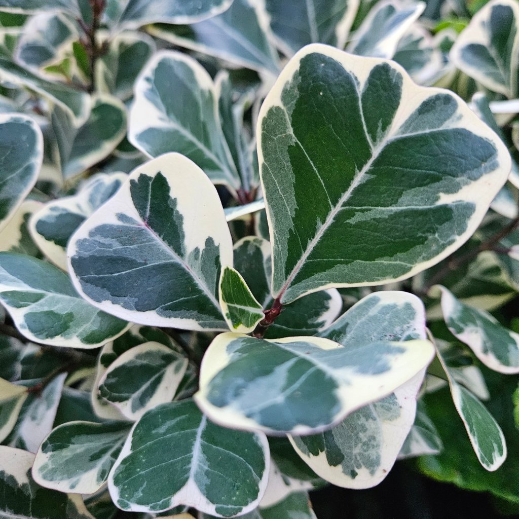 Variegated triangle ficus with deep green and creamy white triangular leaves by Studley Flower Gardens