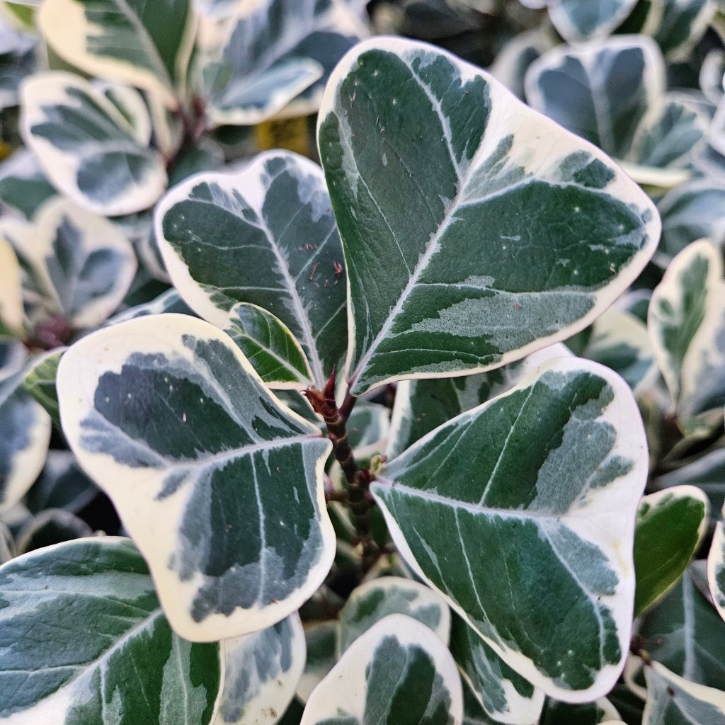 Variegated triangle ficus with bright green and cream leaves by Studley Flower Gardens