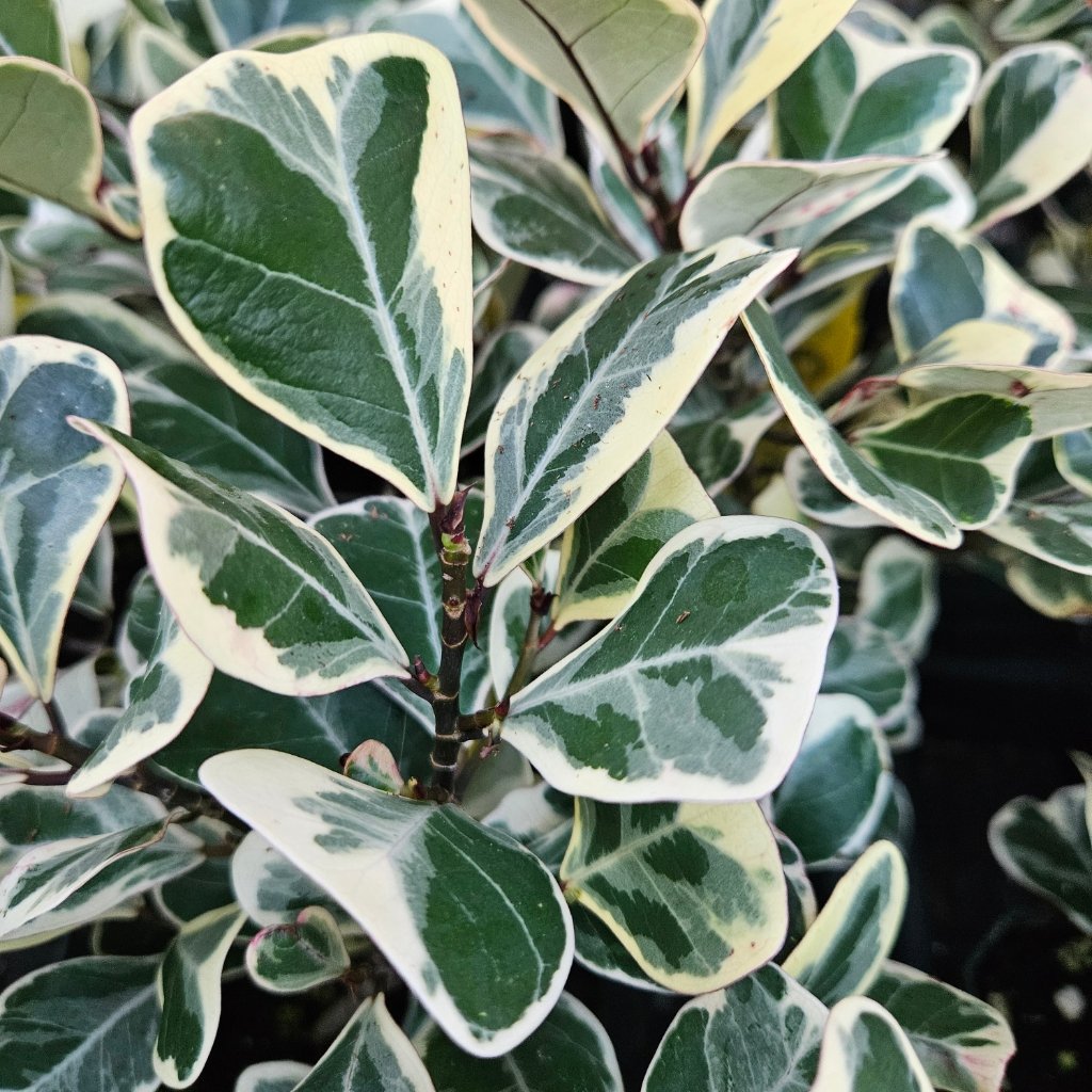variegated triangle ficus detail image