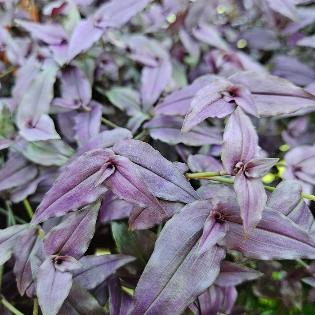 Purple Bridal Veil trailing plant with deep purple leaves and tiny white flowers by Studley Flower Gardens detail image