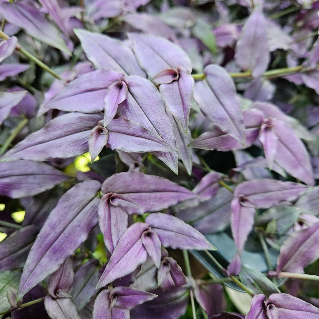 Purple bridal veil plant with trailing green leaves by Studley Flower Gardens