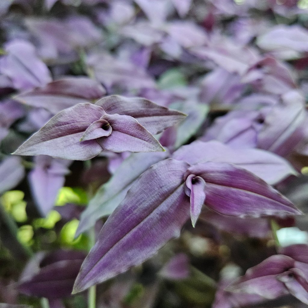 purple bridal veil detail image