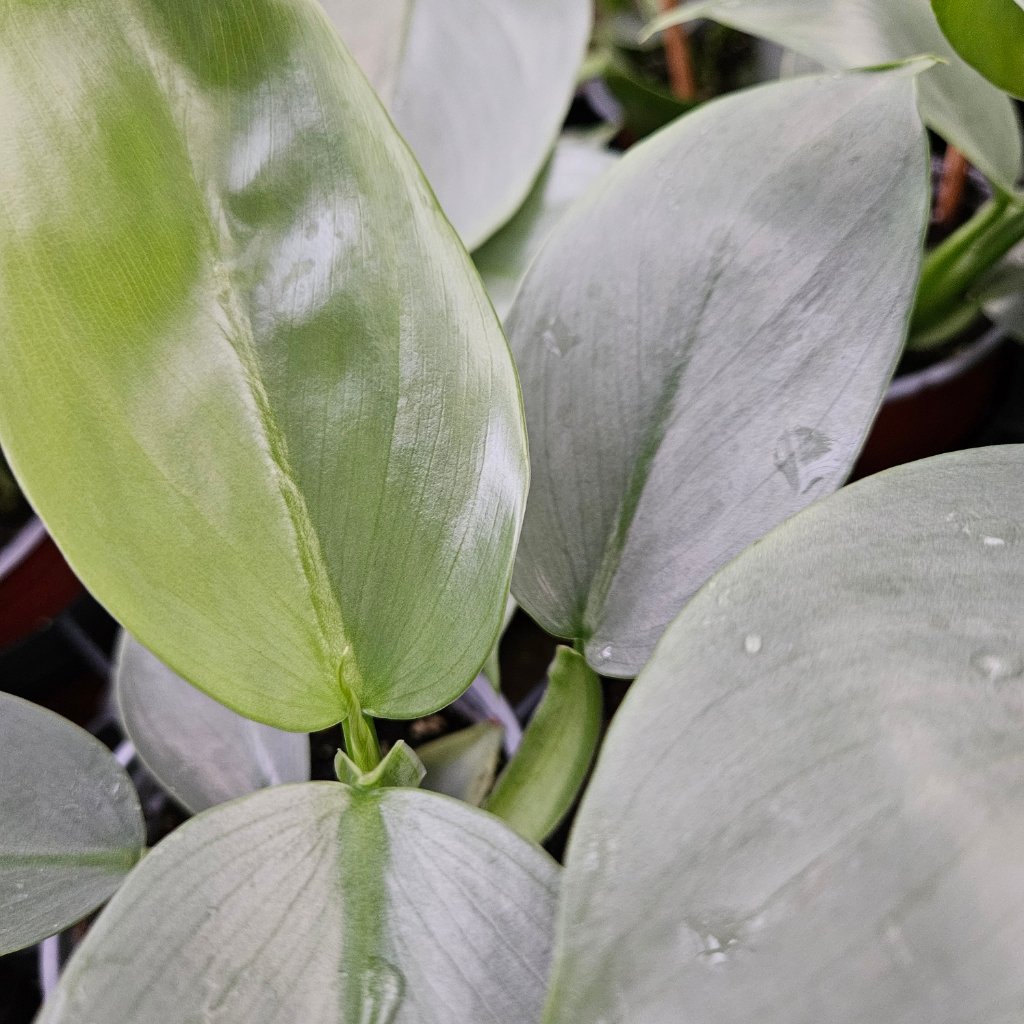 Silver Sword Philodendron with elongated silvery-blue arrow-shaped leaves by Studley Flower Gardens