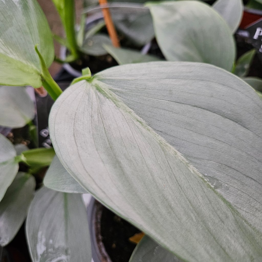 silver sword philodendron detail image