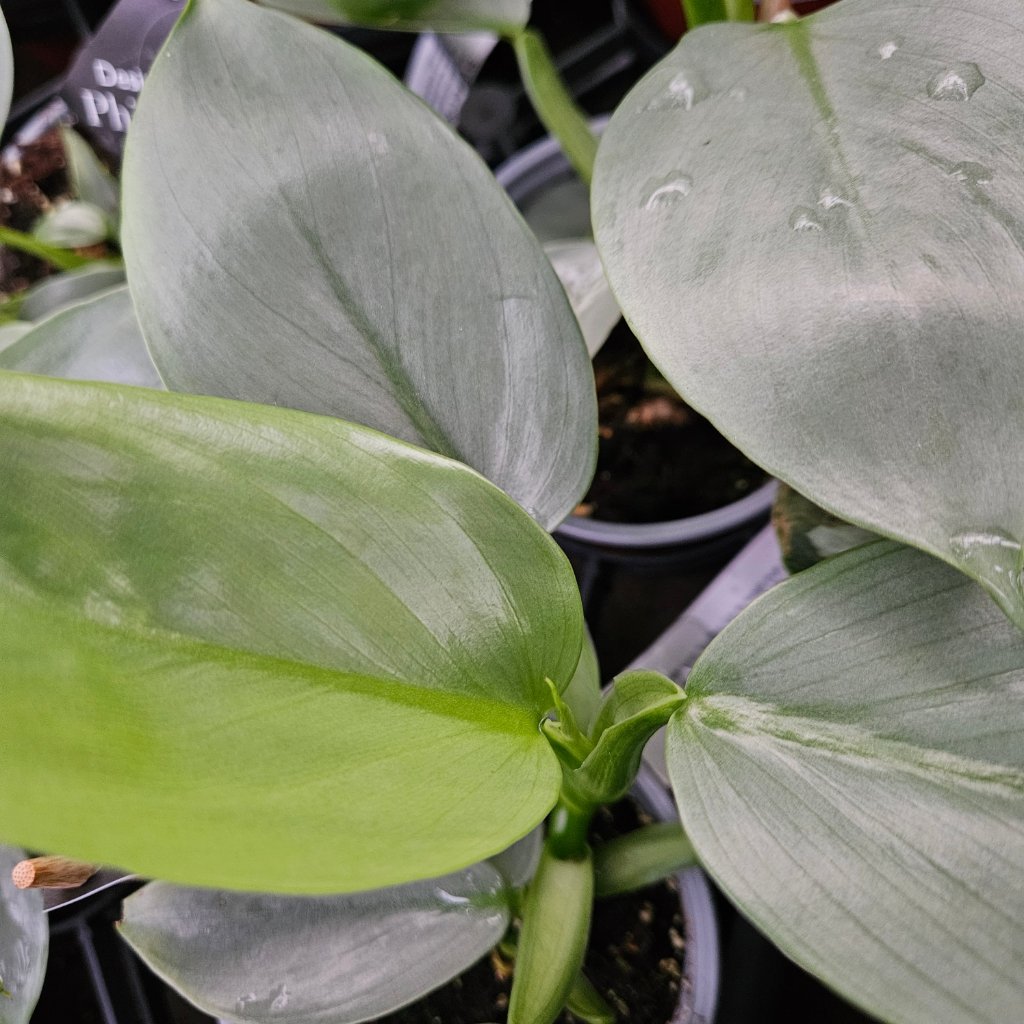 Silver Sword Philodendron with trailing green leaves by Studley Flower Gardens