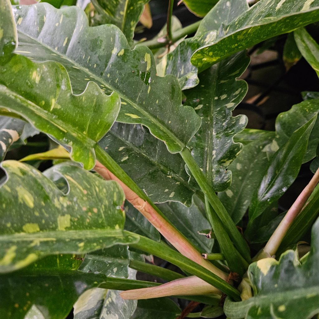 ring of fire philodendron detail image