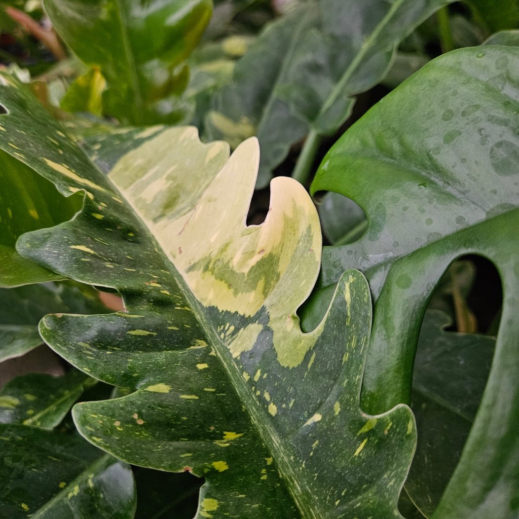 Ring of Fire Philodendron with vibrant red and green leaves by Studley Flower Gardens