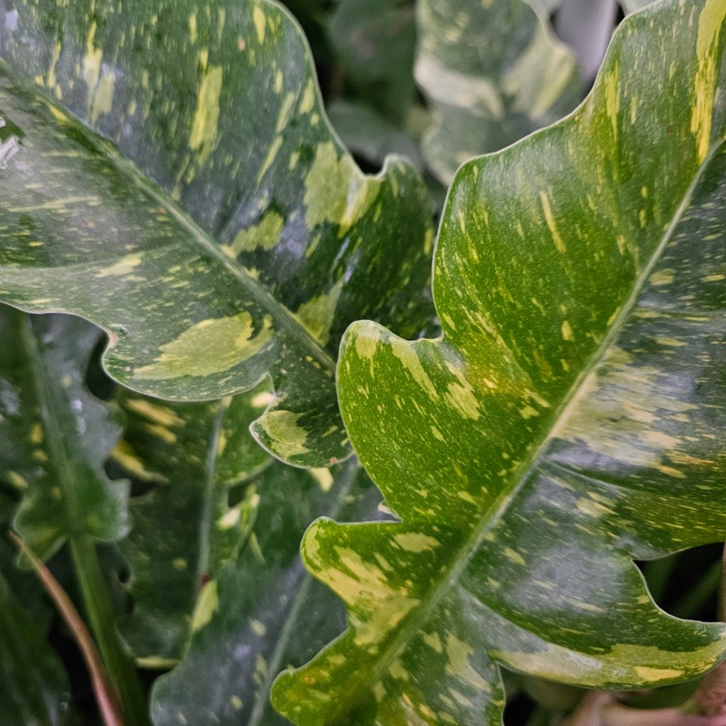 Ring of Fire Philodendron with serrated variegated leaves by Studley Flower Gardens