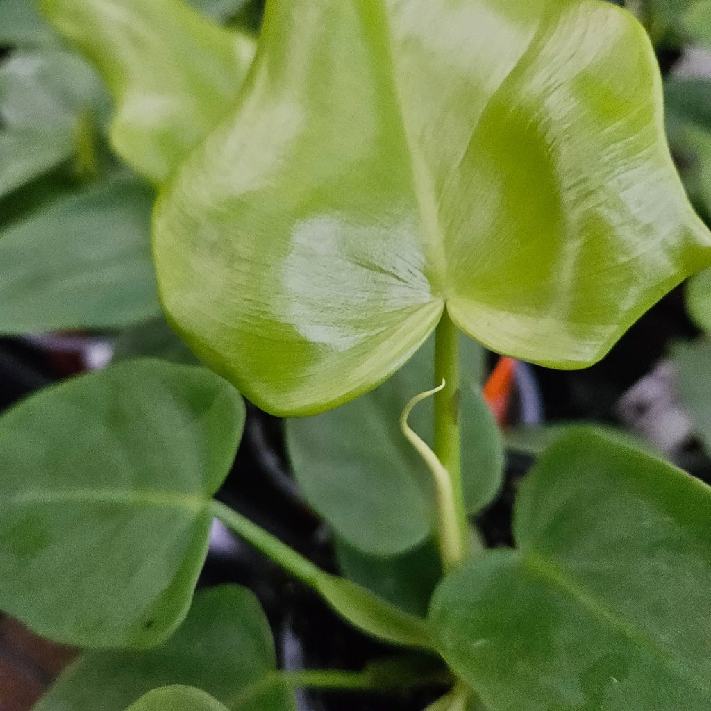 Golden violin philodendron with trailing leaves on windowsill by Studley Flower Gardens