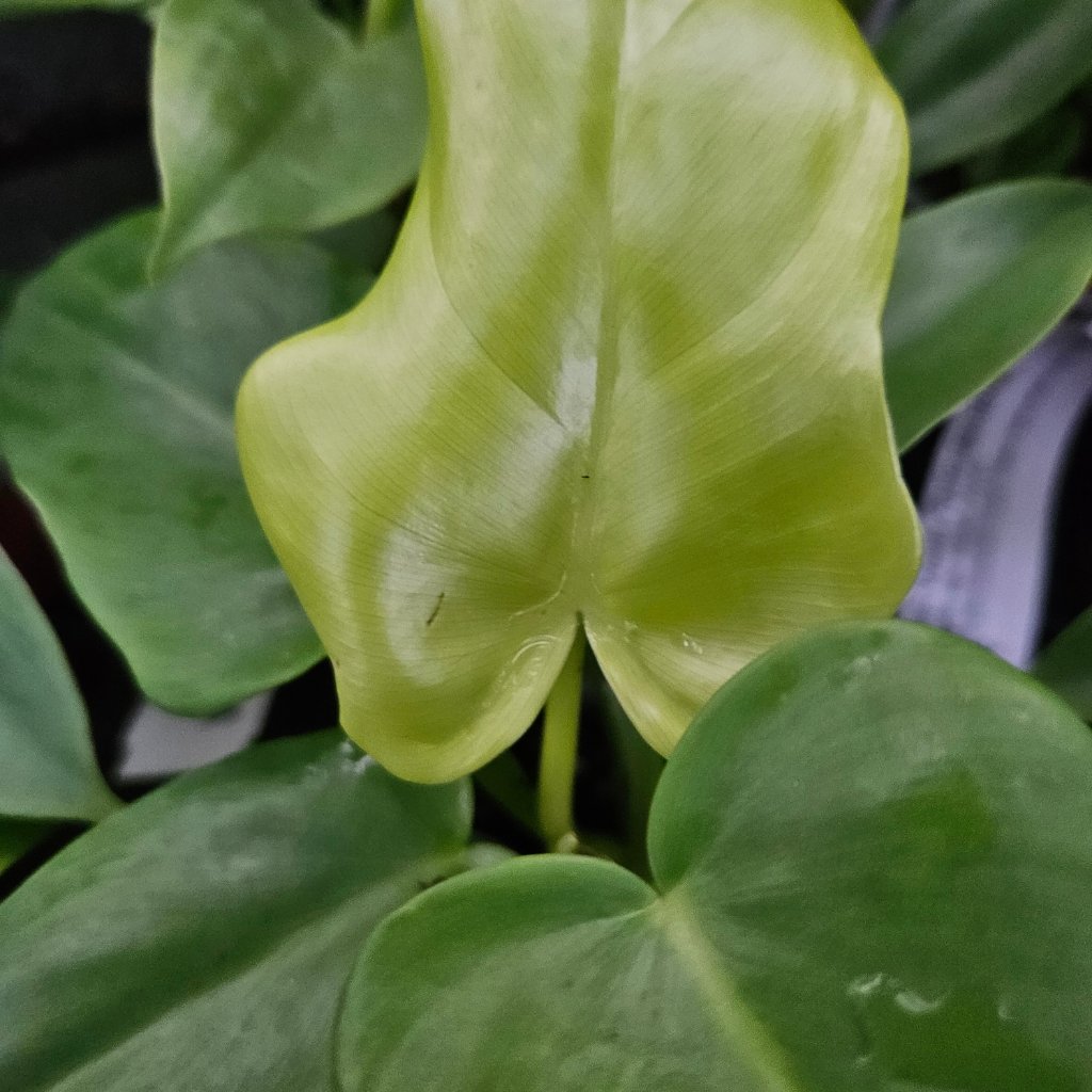 golden violin philodendron detail image