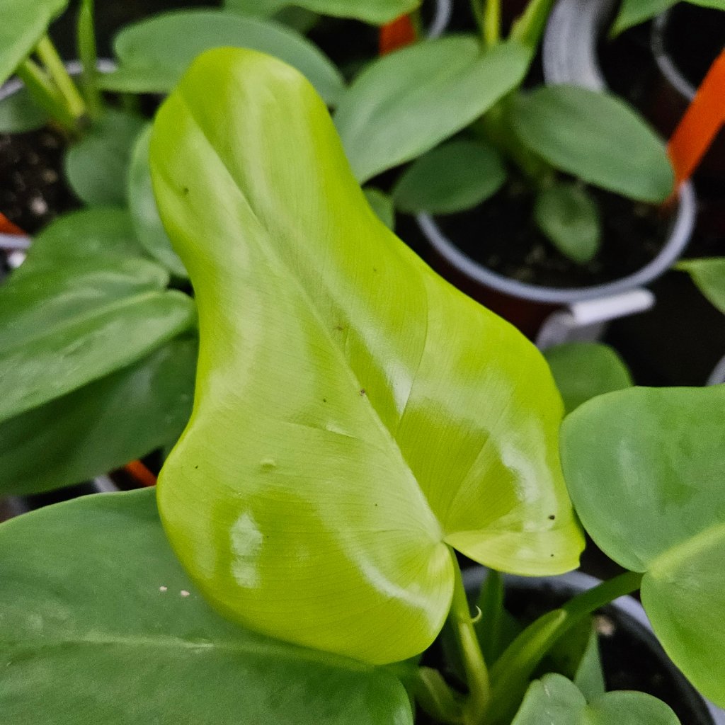 Golden Violin Philodendron with golden-yellow violin-shaped leaves by Studley Flower Gardens