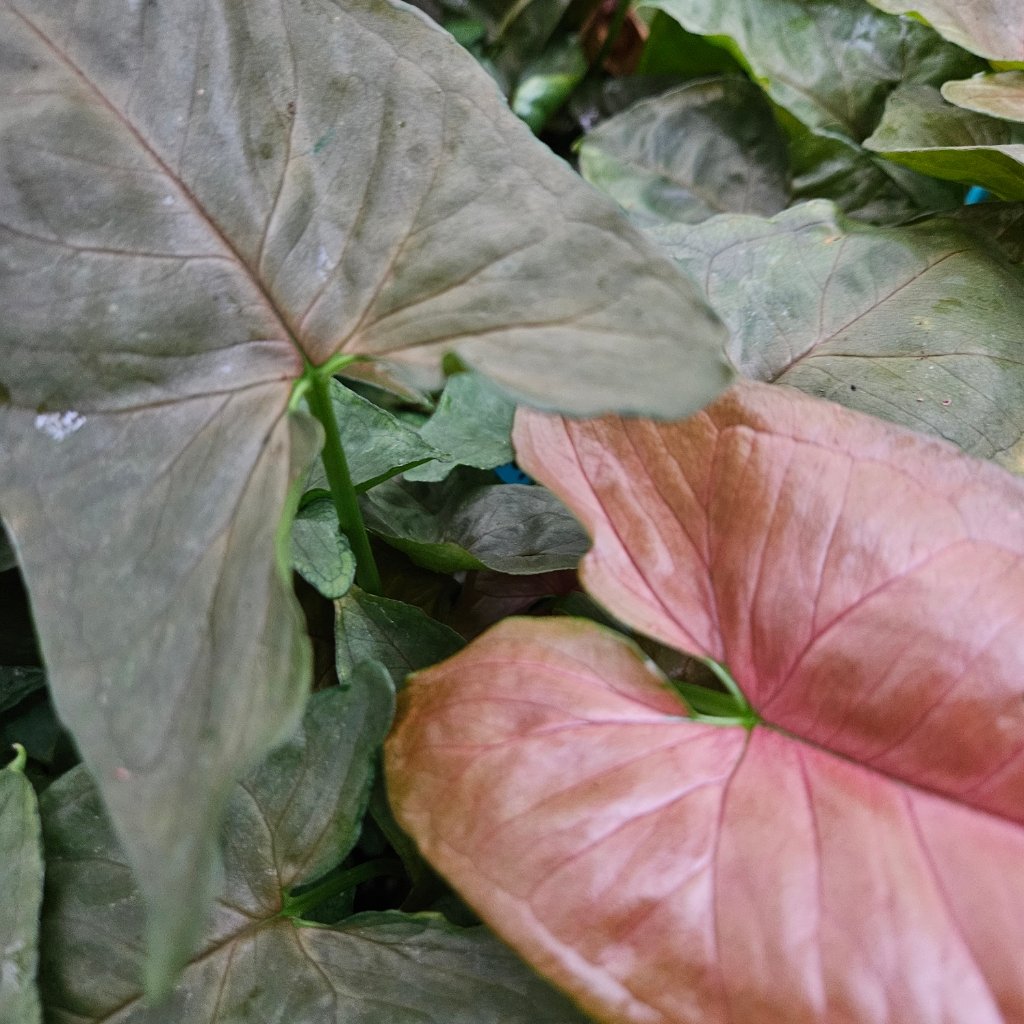 Candy Berry Syngonium with green and pink variegated arrow-shaped leaves by Studley Flower Gardens