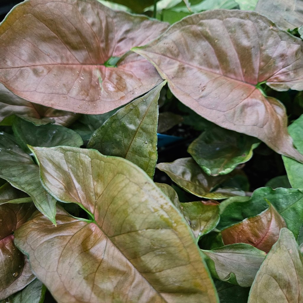 Candy berry syngonium plant with trailing leaves by Studley Flower Gardens