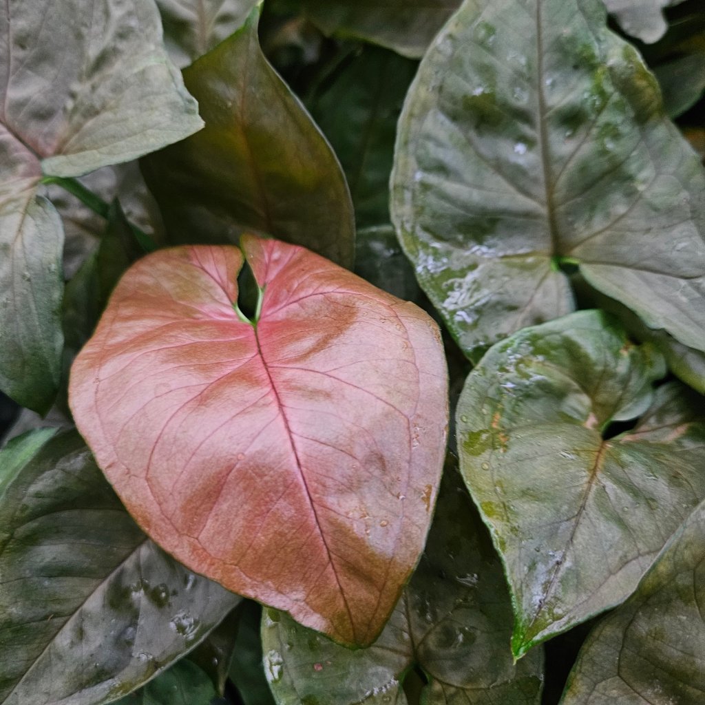 candy berry syngonium detail image