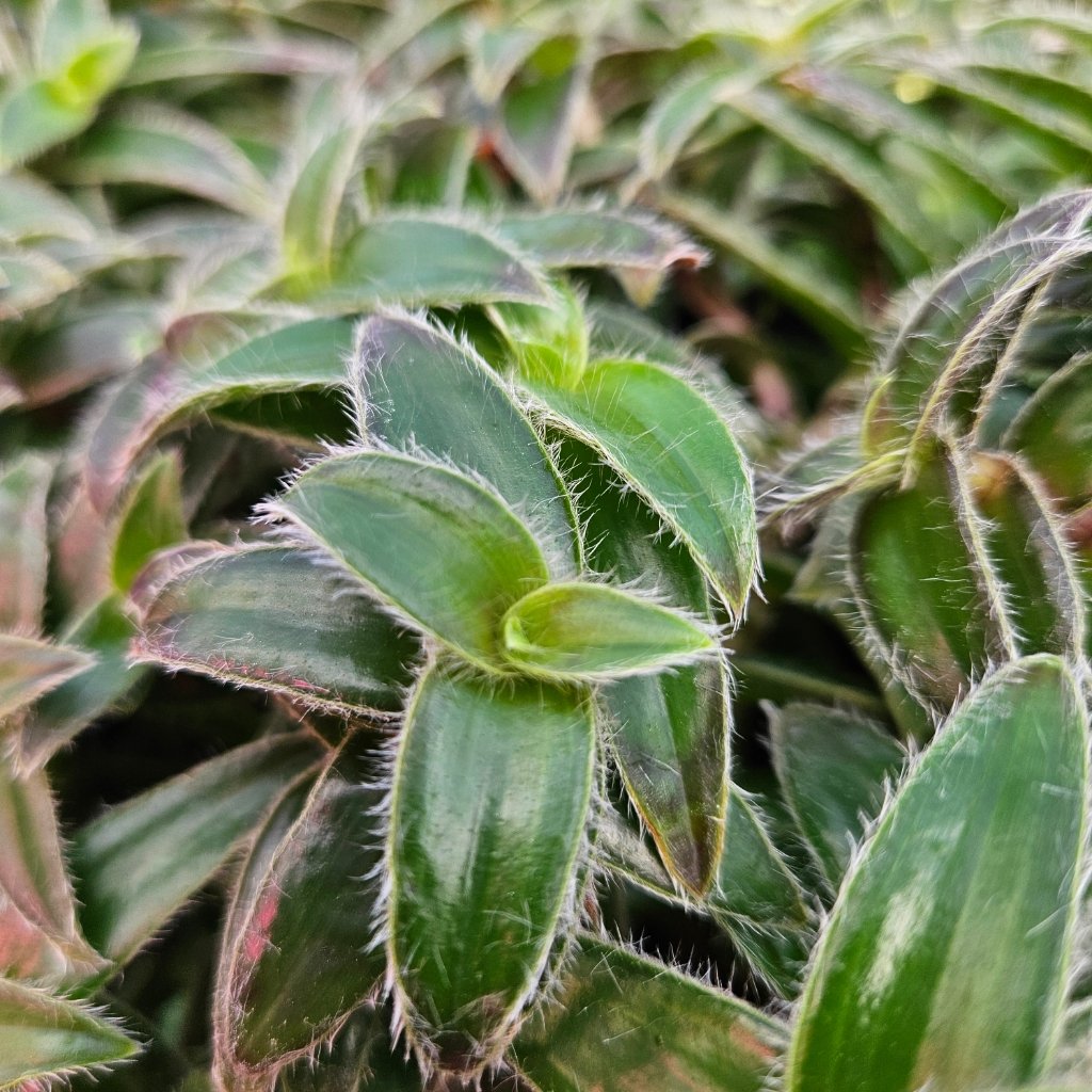 Kitten ears tradescantia with trailing succulent leaves by Studley Flower Gardens
