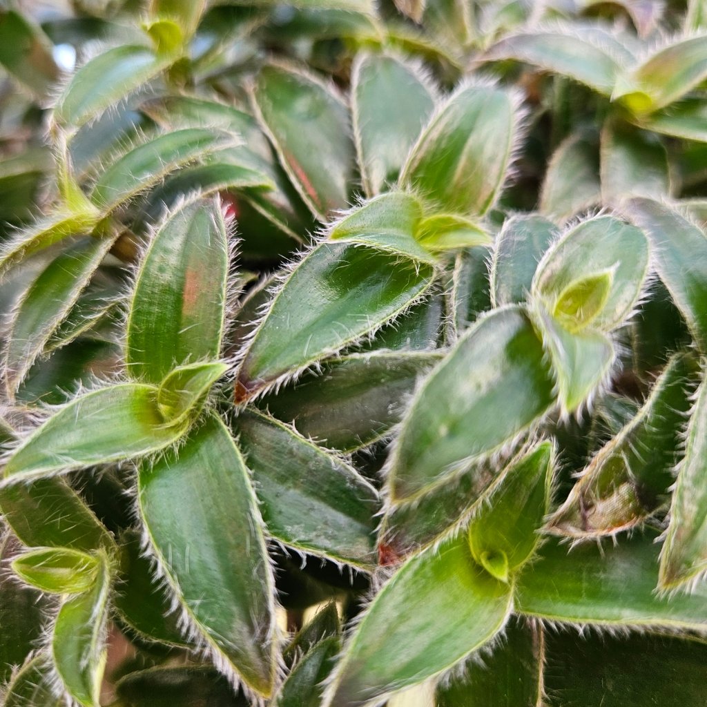 Kitten Ears Tradescantia with fuzzy lance-shaped green leaves by Studley Flower Gardens