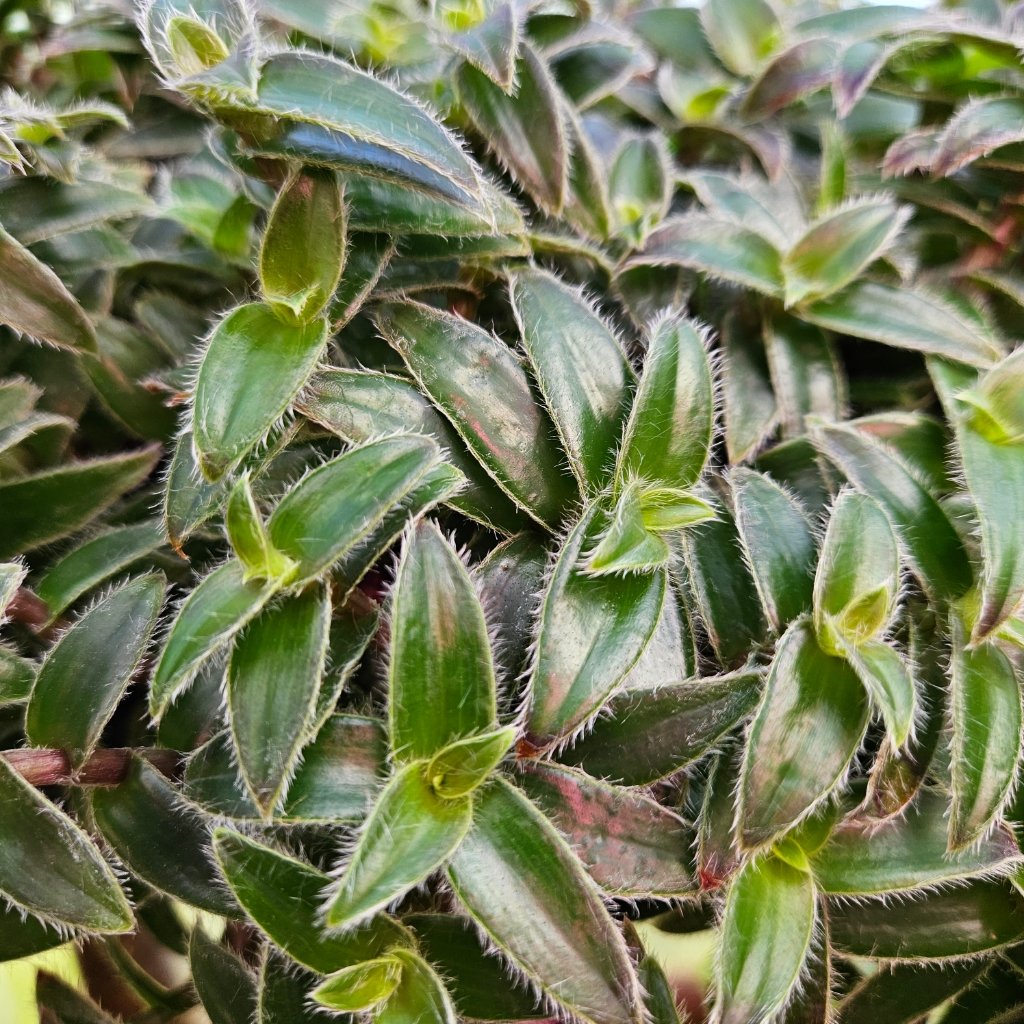 kitten ears tradescantia detail image