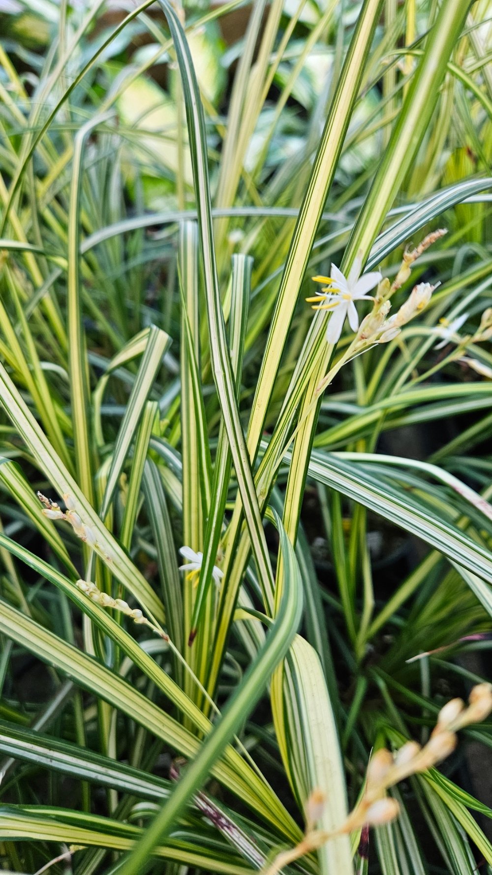 Starlight spider plant with variegated leaves in bright indirect light by Studley Flower Gardens