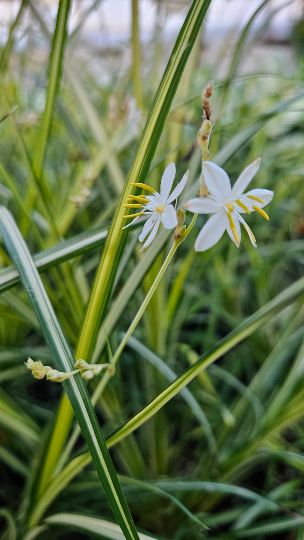 Starlight spider plant with narrow green and creamy white leaves by Studley Flower Gardens