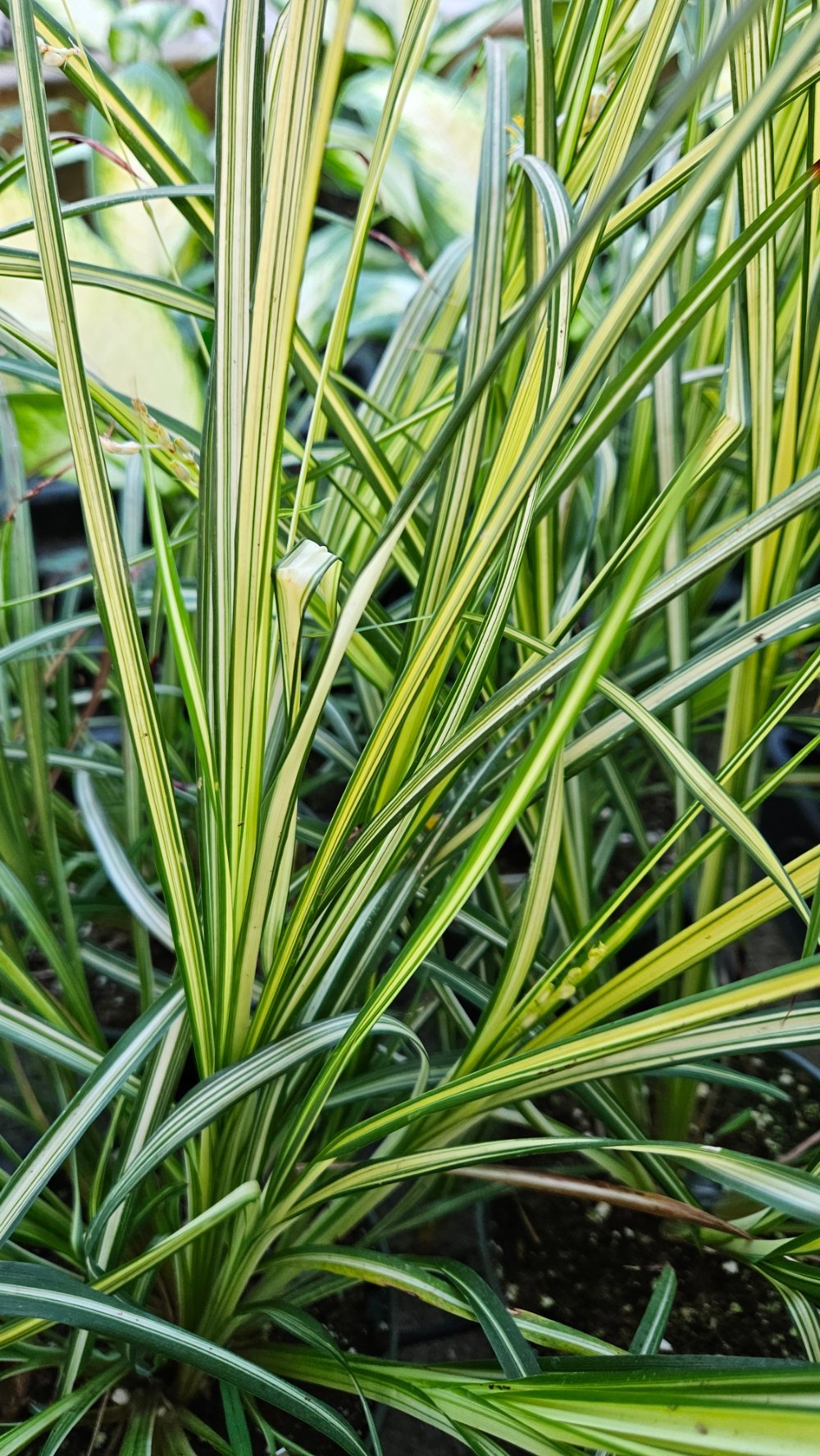 starlight spider plant detail image