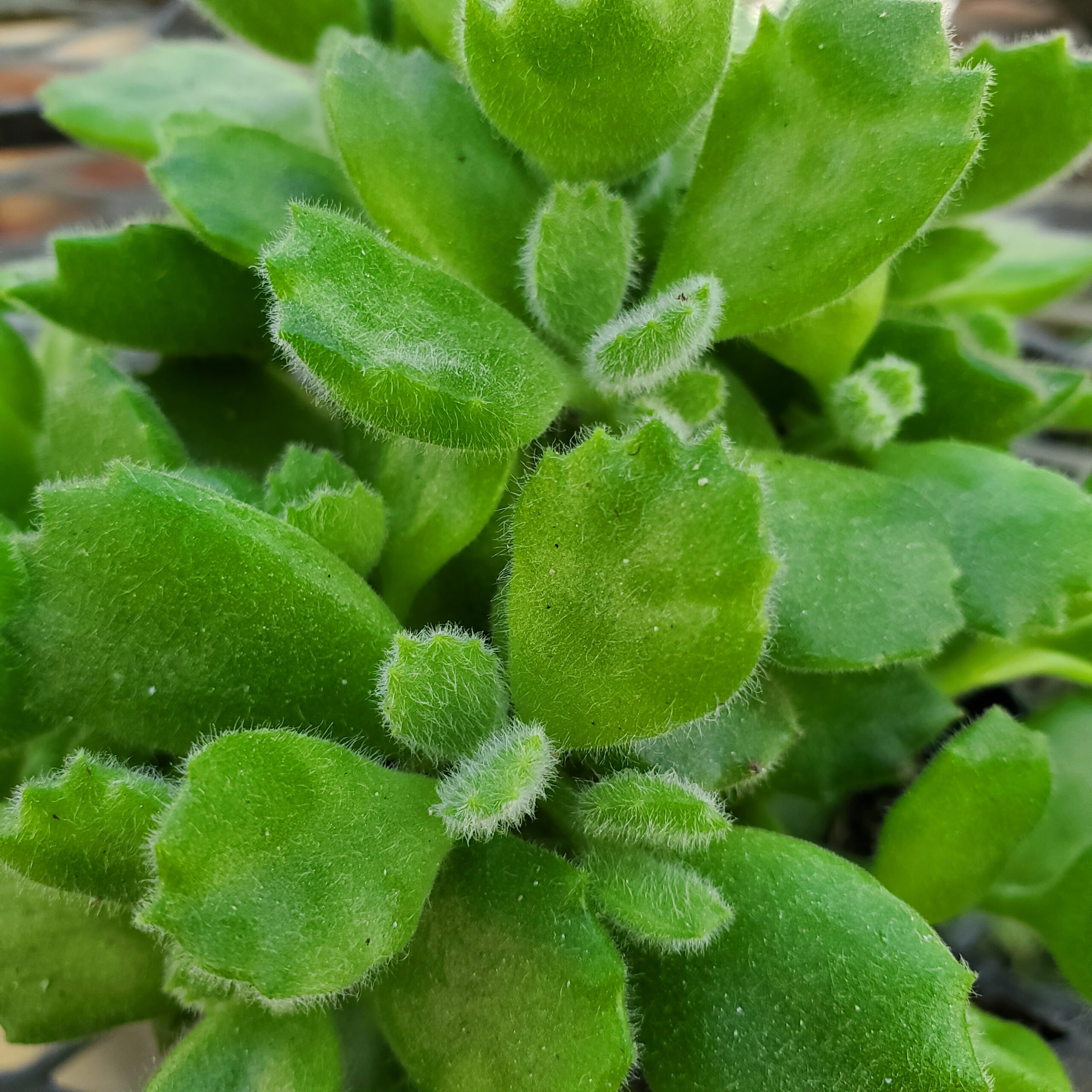 Bear’s Paws succulent with fuzzy brown scaled leaves by Studley Flower Gardens