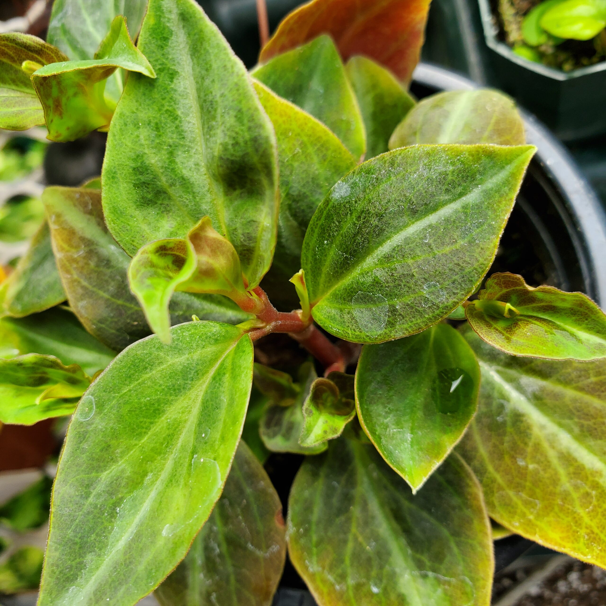 Velutina peperomia with soft velvety green and silvery leaves by Studley Flower Gardens