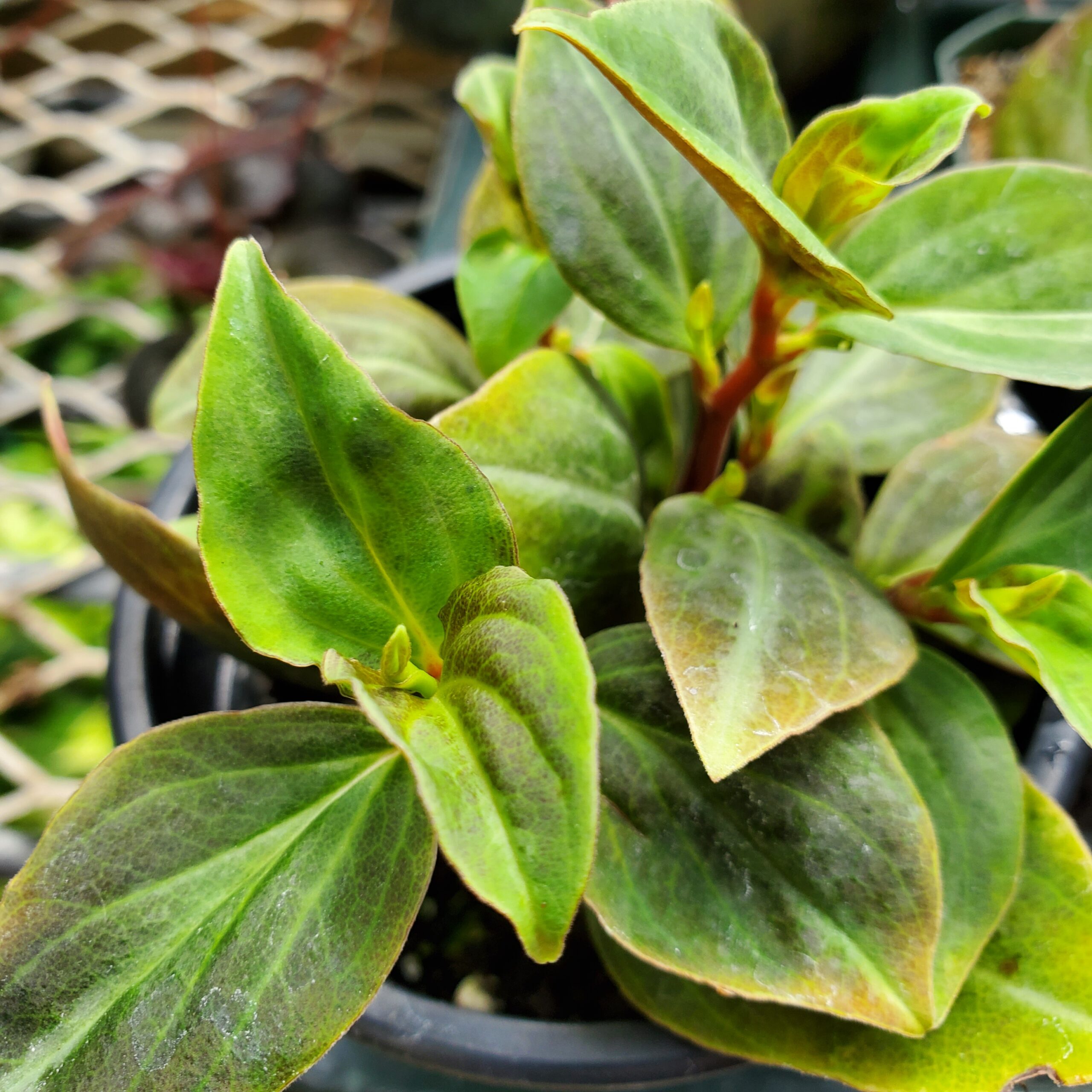 Velutina peperomia plant with textured leaves in natural light by Studley Flower Gardens