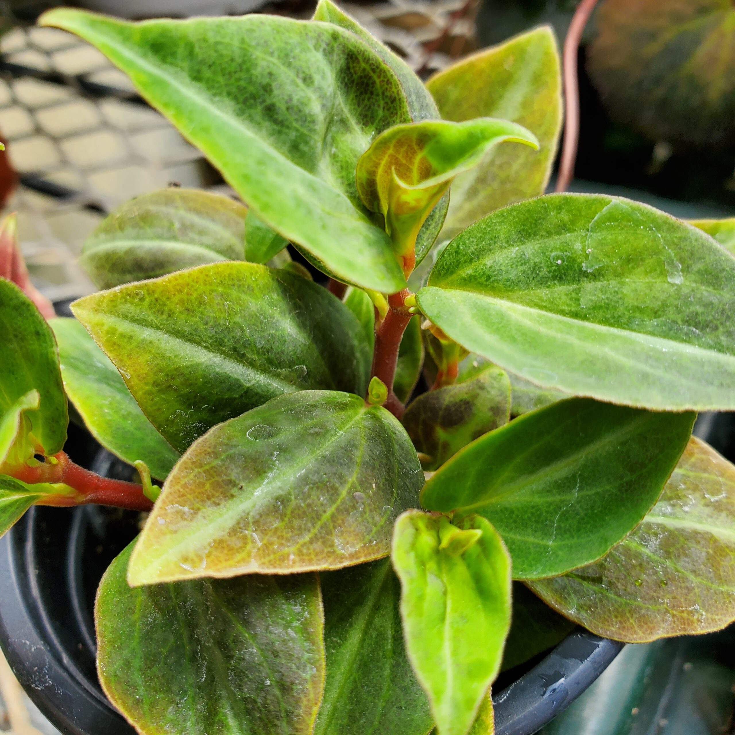 velutina peperomia detail image