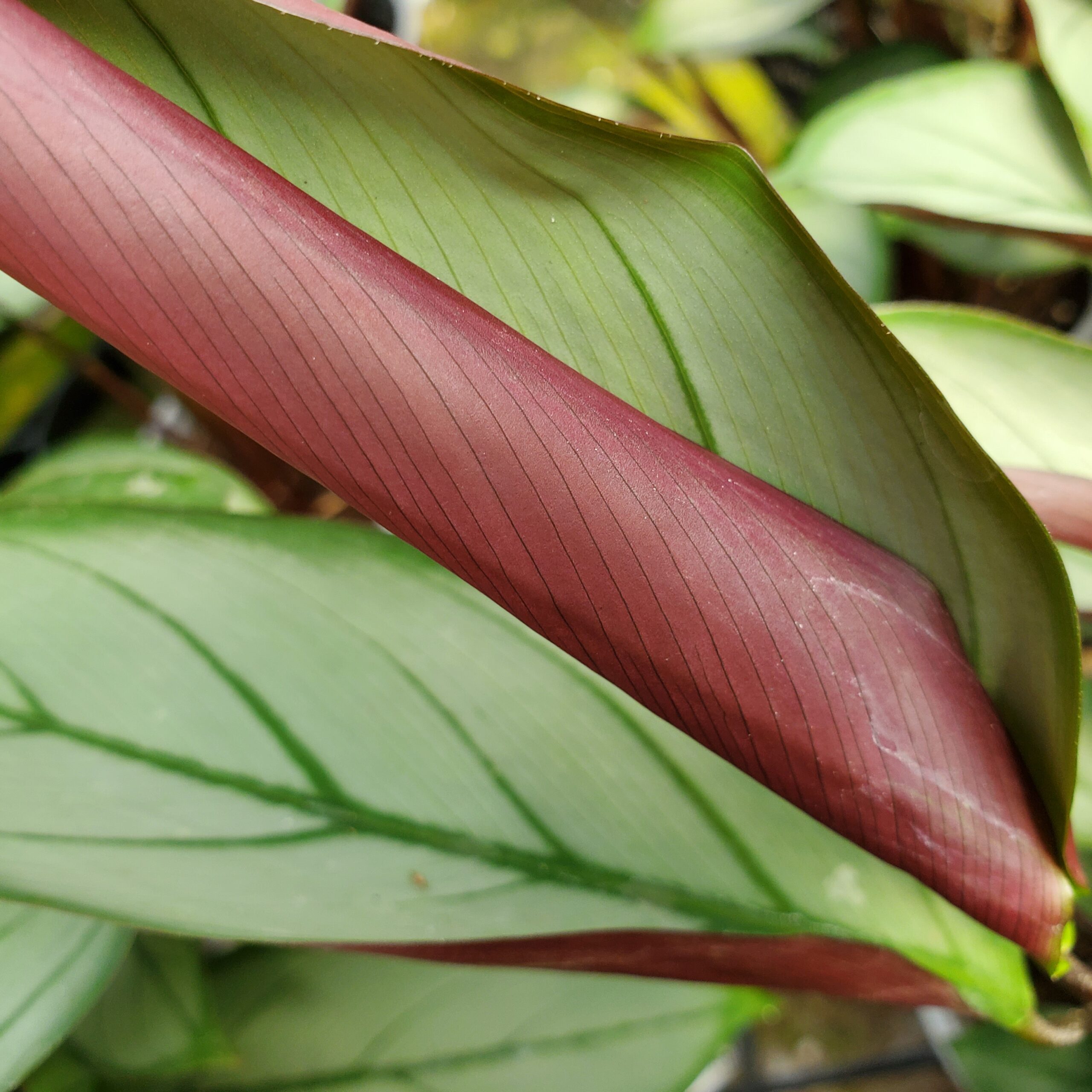Ctenanthe setosa with deep green and silver striped leaves by Studley Flower Gardens