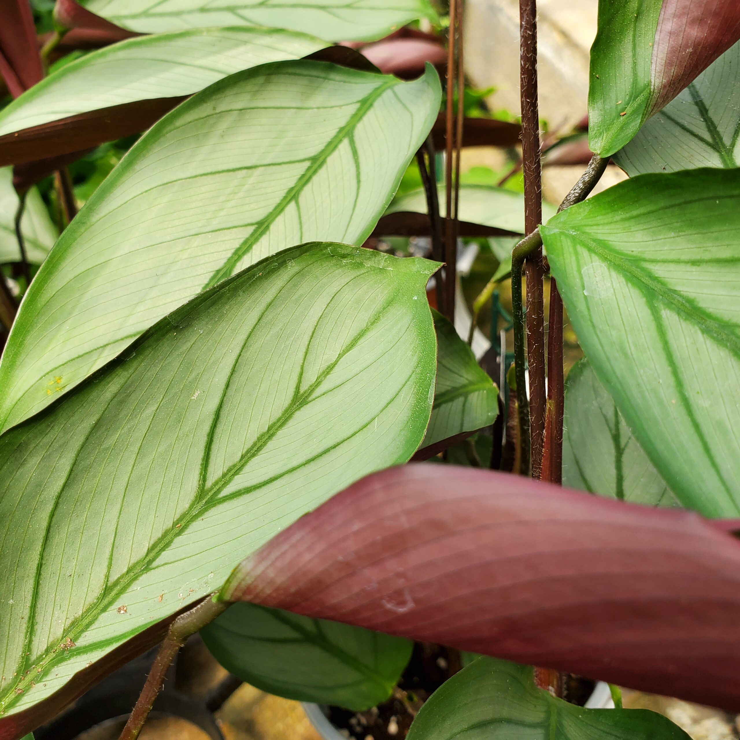 Ctenanthe setosa plant with patterned leaves in natural light by Studley Flower Gardens