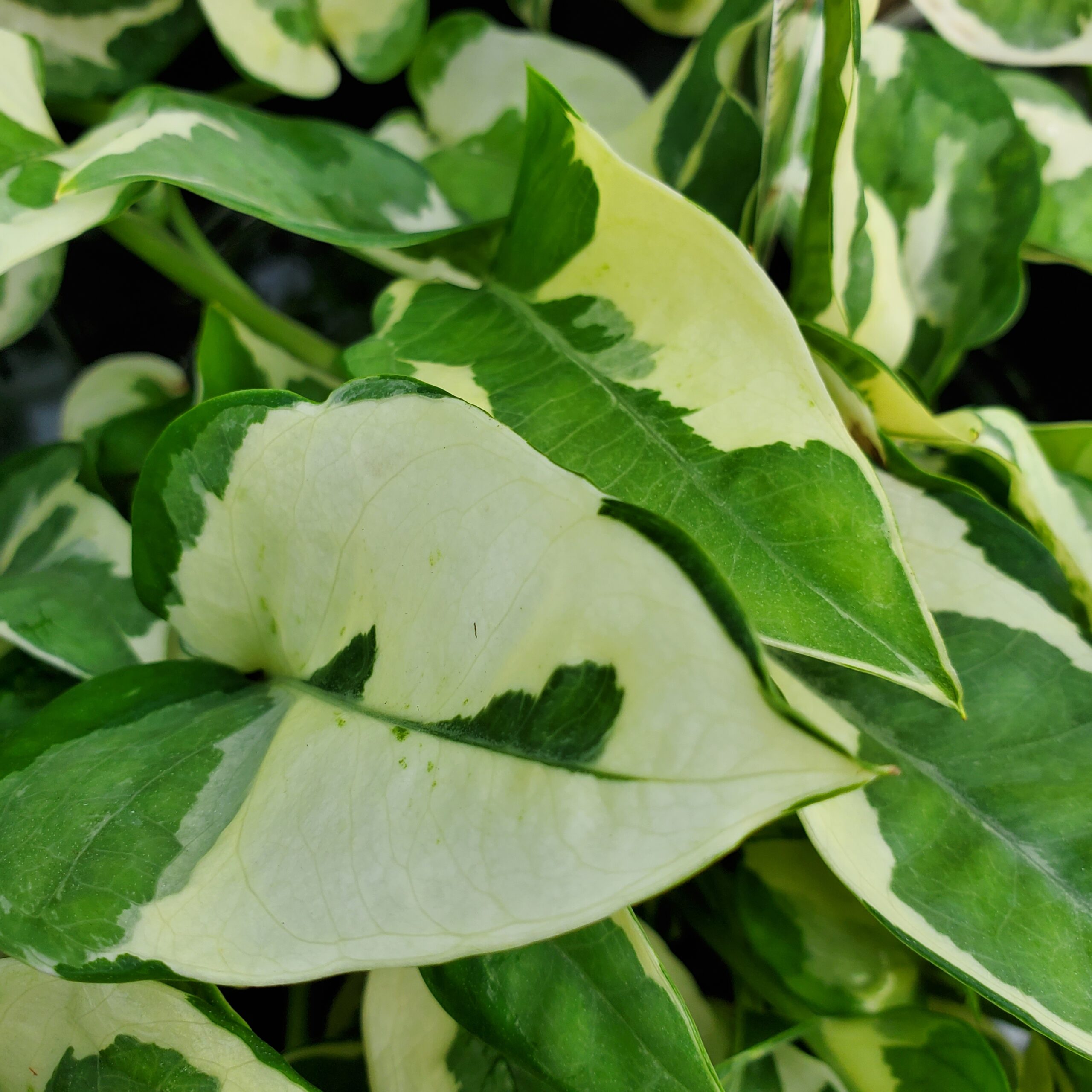 N’Joy Pothos with variegated green and white heart-shaped leaves by Studley Flower Gardens