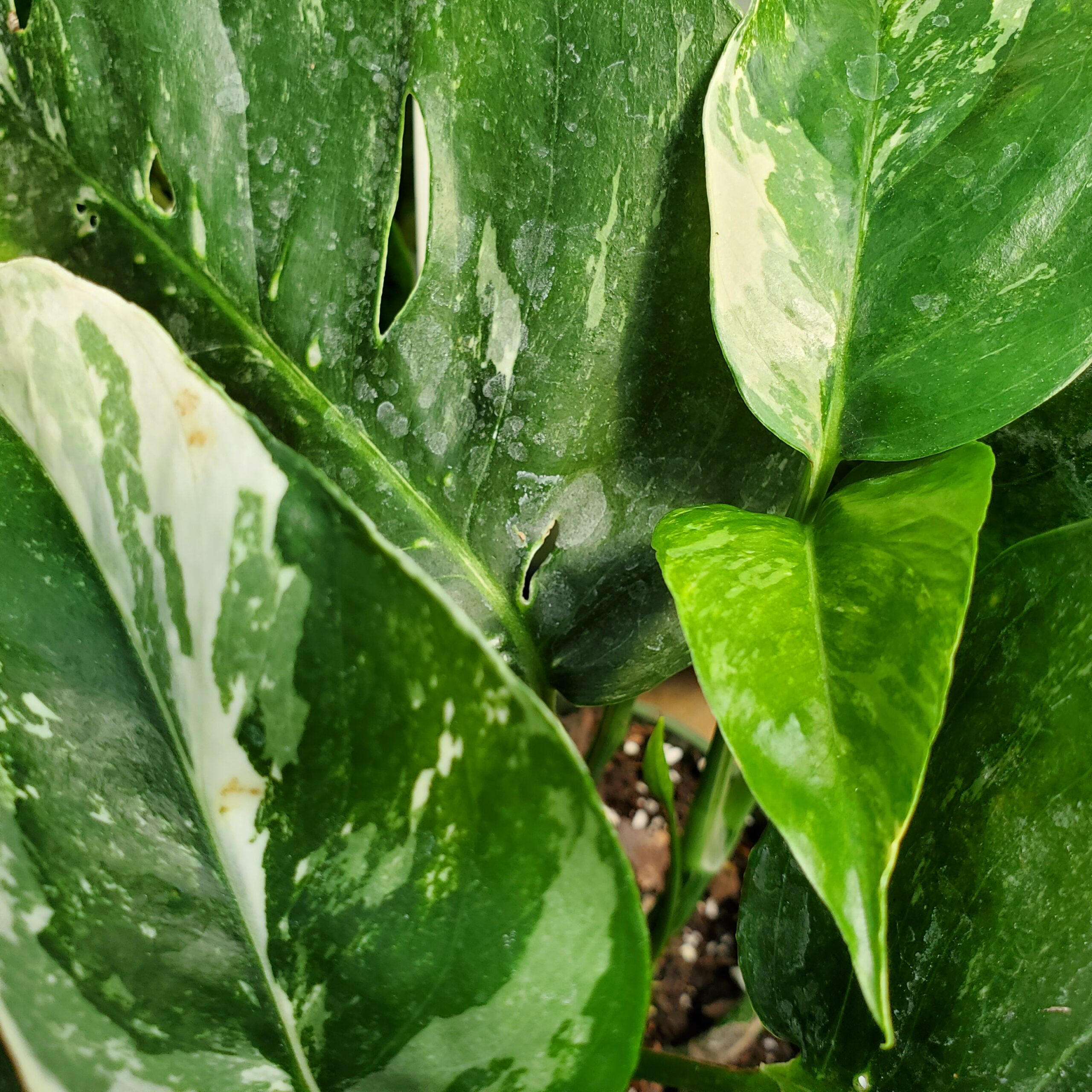 albo variegated pothos detail image