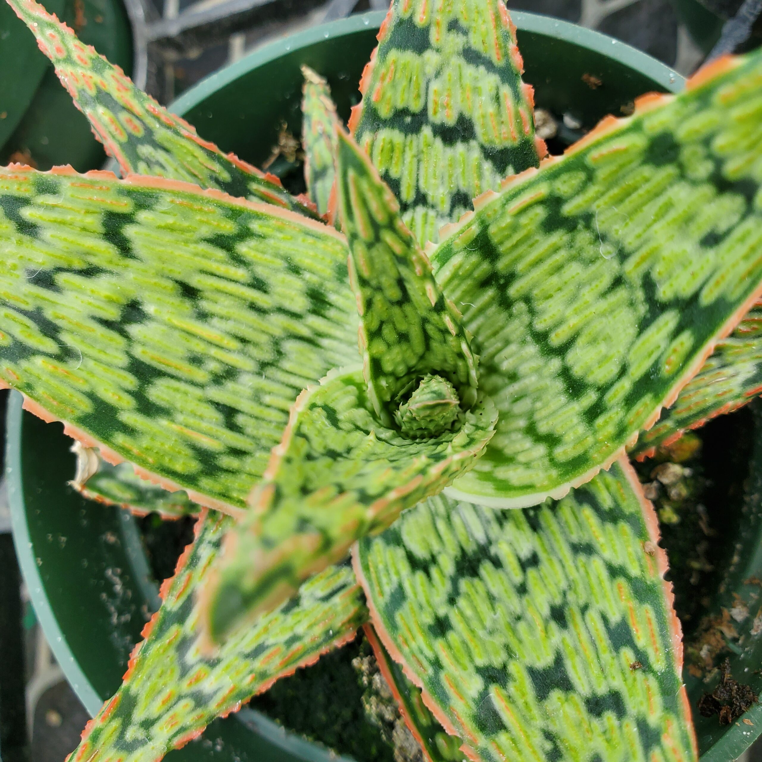 Pink Blush Aloe succulent with scaled pink-tipped leaves by Studley Flower Gardens