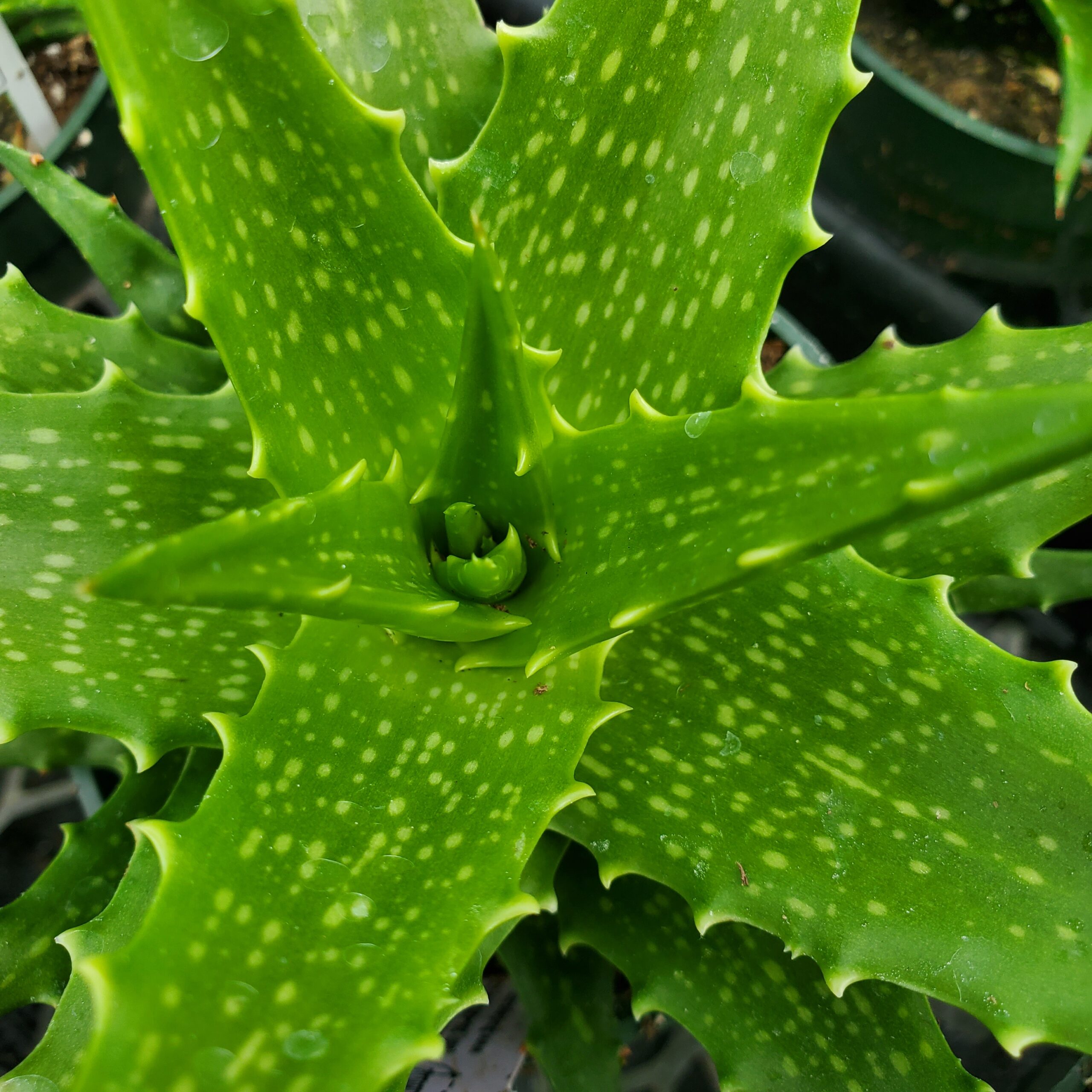 dorothea aloe, sunset aloe detail image