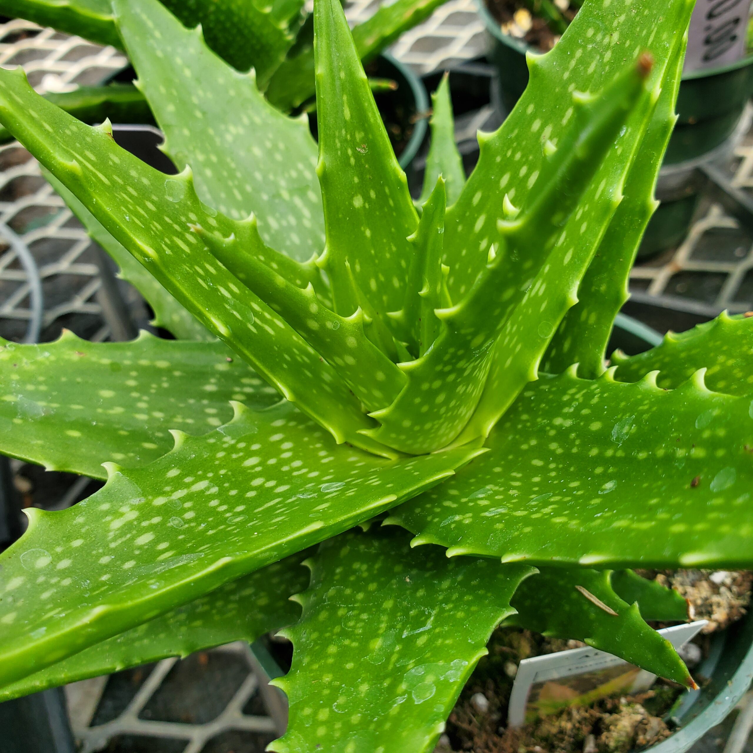 Dorothea aloe succulent with scaled leaves in bright sunlight by Studley Flower Gardens