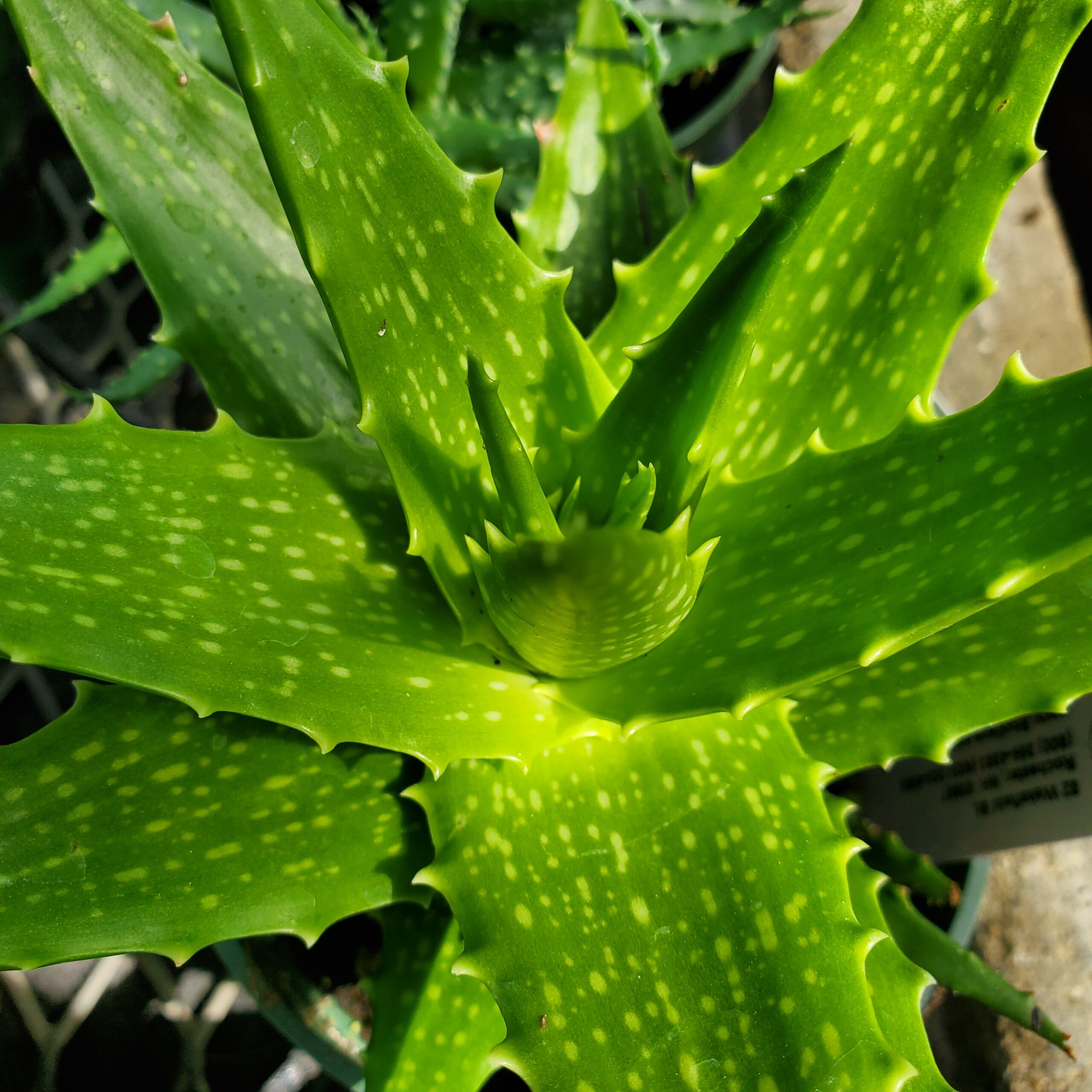 Dorothea Aloe succulent with scaled yellow-green spotted leaves by Studley Flower Gardens